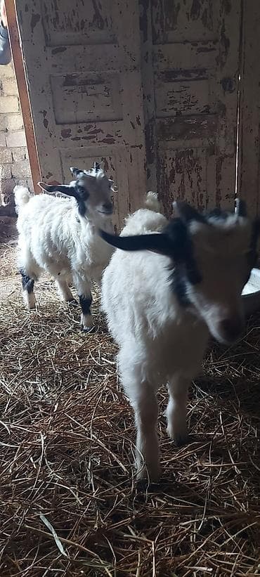 keçi: 2ci qarına 2erkek bala ile sağlam heyvanlardır arpa yonca ile baxıram — 2