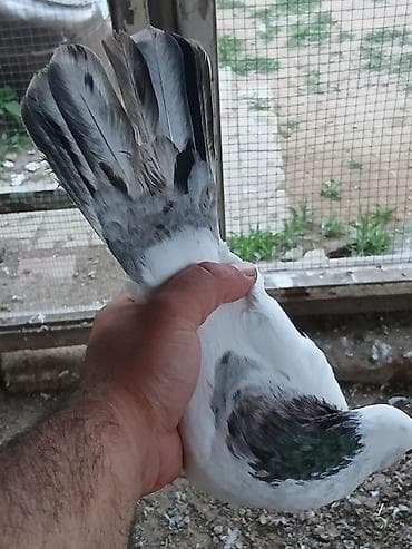 goyercinlər: Əbrəş boynu güllü göyərçin satıram erkeyə oxşuyur dünən tutmuşam erkey — 4