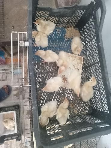 bulbul quşu: Şəkildə hinduşkanın balalarıdır. Ağ Kanada sortudur. 5 günlük-7 azn — 3