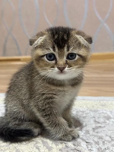 Gəmiricilər: Şotland yastı qulaq — 2