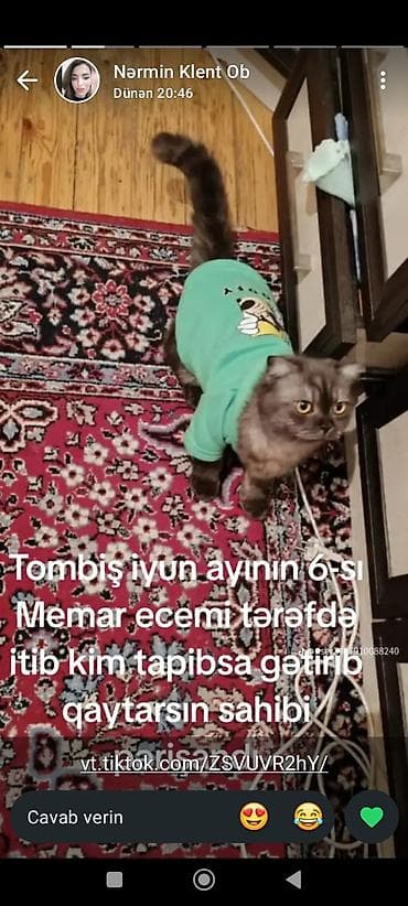 pişik alıram: Britan — 10