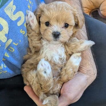 Pişiklər: F1 Maltipo Balalari satisda Diwi erkek var 2 ayliq temiz saf qan — 3