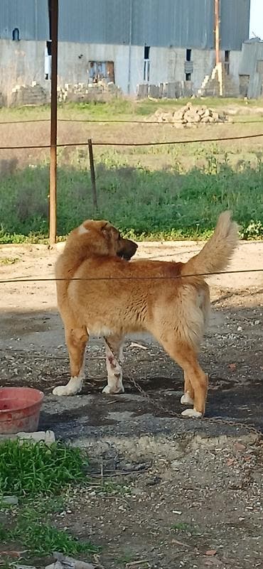 sivas kangal kanqal iti: Qurdbasar, 2 il, Erkek, Peyvəndli — 9