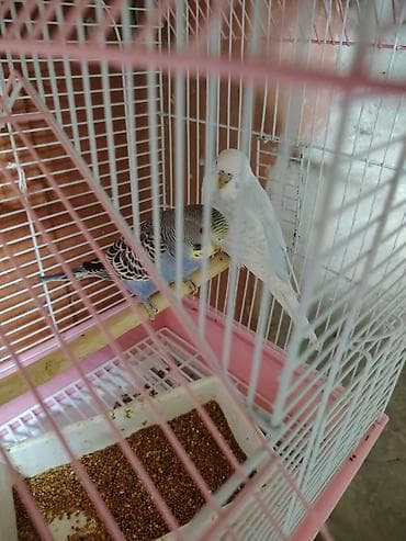 Tutuquşu yemə düşmüş balalar cütü qəfəs qarışıq 35 manat ünvan Bakmil