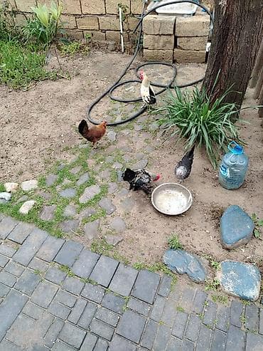 kənd toyuqlarının satışı: Məhsul: 
Yaponka toyuqlar 2 cutdur tam saglamdirlar — 1