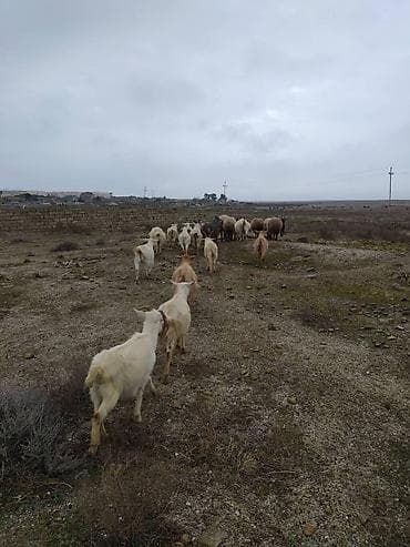 Коровы, быки: Diri cəkisi 6 m topdan satilir,quzularda var 9.5m — 1