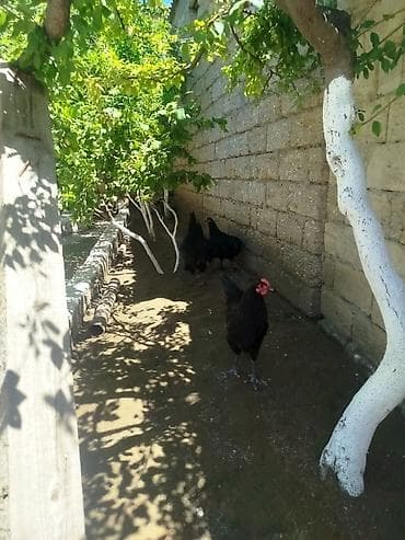 ev sicani: Toyuq, Australorp, Yumurtalıq, Ünvandan götürmə — 3