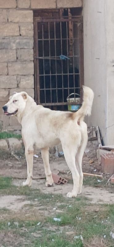 sərab çoban iti: Qurdbasar, 1 il, Erkek, Peyvəndli, Ödənişli çatdırılma — 2