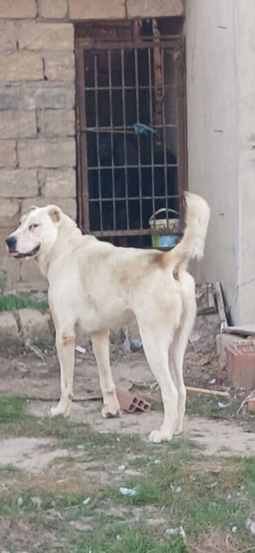 İtlər: Qurdbasar, 1 il, Erkek, Peyvəndli, Ödənişli çatdırılma — 2