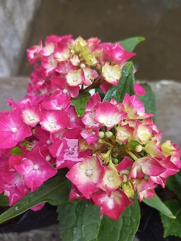 banan agaci: Məhsul: Bağ üçün dekorativ bitkilər və ağaclar Təsvir: - Everqreen — 10