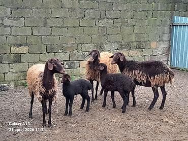 camış balası: Qala qoyunları 2sinin balası var biri boğazdı qiymət birinə aiddir — 2