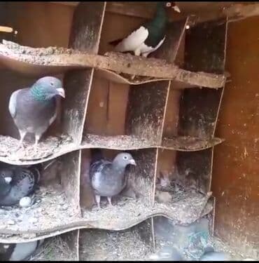 əbabil quşunun qiyməti: Göyərçinlər
cütü 35 AZN — 9