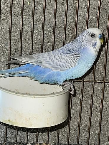 xaski alıram: Papuqaylar satilir unvan yeni suraxani 1 defe bala alinib 1yas — 3