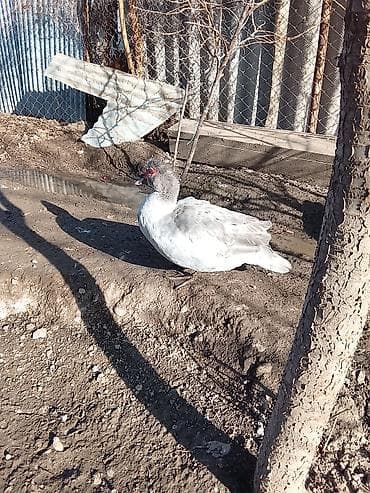 ordek sekilleri: Salam heyvanlar kom satilir 5feredi 1de erkey yumurtaya hazir — 8