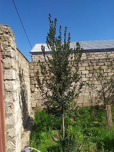 Təzə Dəfnə Yarpağı Satılır (2 Ağacın Bütün Məhsulu) Açıqlama