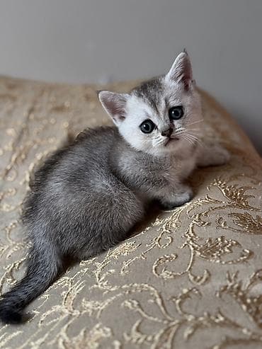 balaca pisik: Şinşilla, Dişi, Ünvandan götürmə, Pulsuz çatdırılma — 1