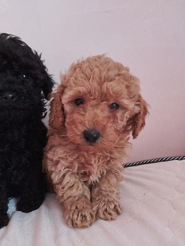 itler satilir: Pudel, 2 ay, Erkek — 2