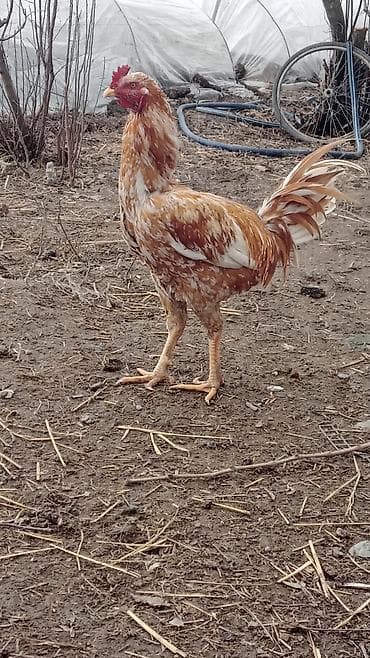 Птицы: Temiz Heyratilar di iki fere bir xoruz pul lazimdi deye satiram — 1