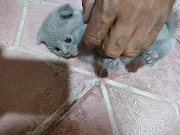 ucuz pişik: Boz rəngli balaca pişik balaları - Yumşaq, tükü sıx olan, mavi-boz — 3