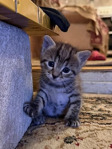 barter heyvanlar: Tabbi — 2