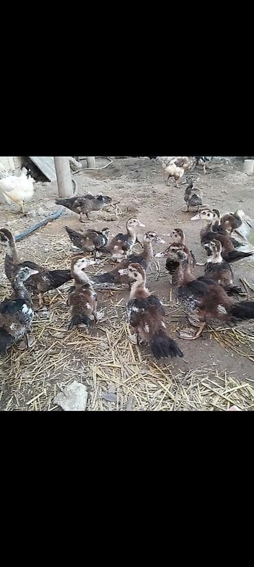 Digər quşlar
