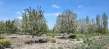 ucuz taxta: Məhsul: Meyvə bağı (intensiv tipli) Təsvir: - Çoxillik meyvə ağacları — 1