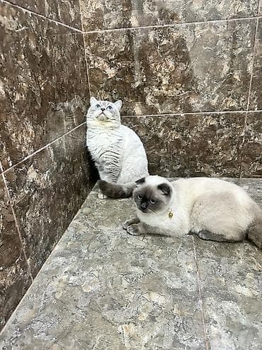 Gəmiricilər: Britan — 9