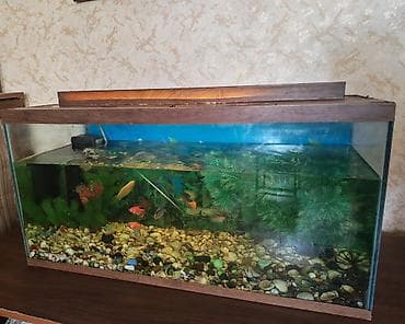 akvarim: Akvaryum dəsti – balıqlarla birlikdə (6 ternesiya, 3 barbus, 1 — 1