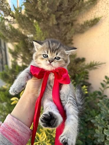 sabuncu heyvan bazari: Britan — 7