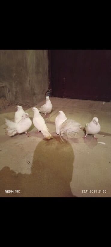 Salam tergidirem deyə ucuz satıram 2 pavlin 3 dənə kəkili düm ağ