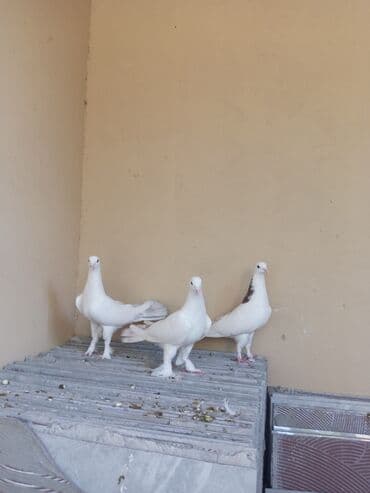 ayliq 10 azn internet: Salam saglam göyərçinlər satılır üçüdə ərkəydi — 4