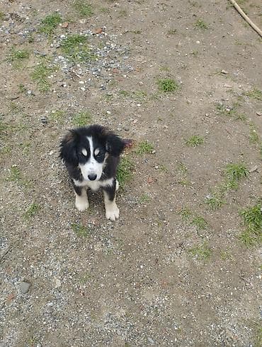 heyvan sahiblənmə: Koker spaniyel, 2 ay, Erkek, Cütləşmə üçün, Ödənişli çatdırılma — 7