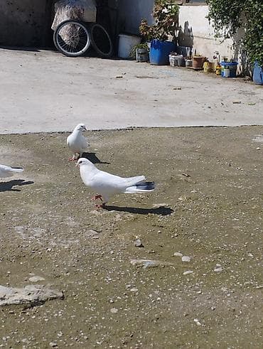 dorper qoyunu satilir: 4ed orta goy qurquq 1ed goy boyun. Goy quyruqlarin icinde cut olani — 10