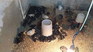 Ördək cücələri, Ətlik