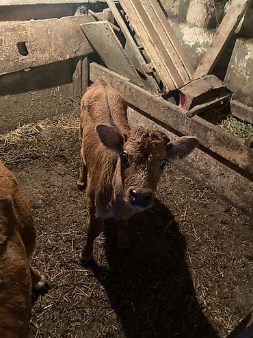 kend toyuqlari satisi: 2 ci qarin duye erkey balaynan 20 gundu dogub 15 litr temiz sud verir — 5