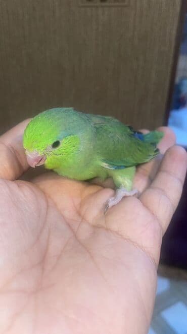 Forpus yeme dusmeyen bala