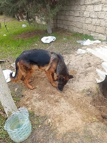 Alman çoban iti, 3 il, Dişi