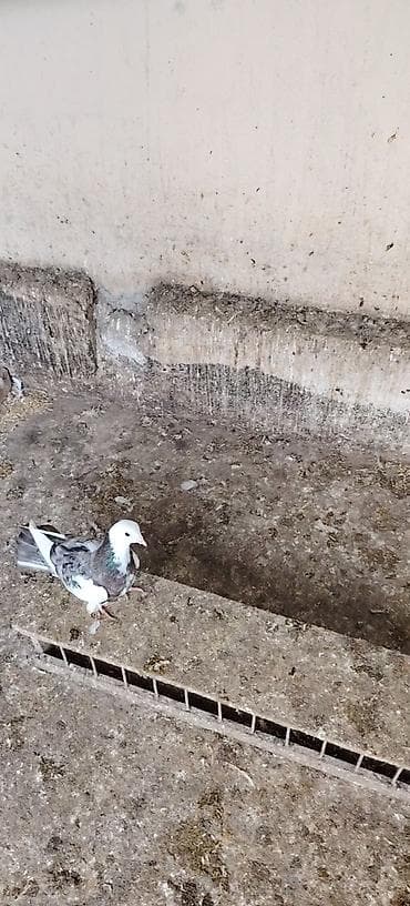 Tutuquşları: Mayadi 10 bal — 2