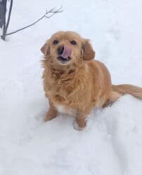 simental inekler azerbaycanda: Ретривер — 1