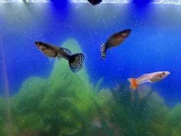 Бусы: Гуппи, Мирные, Платная доставка — 3