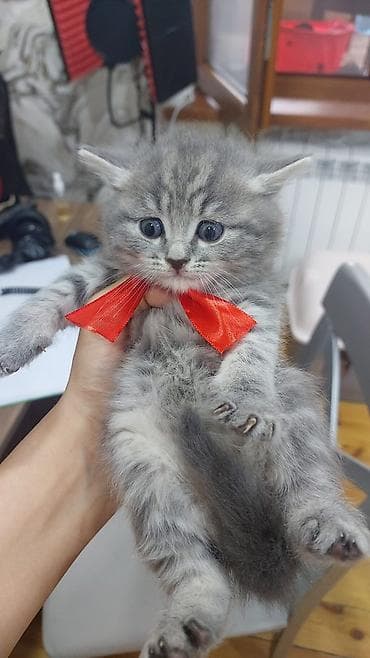 at satısı: Britan, Erkək, Yaxşı əllərə, Ünvandan götürmə — 3