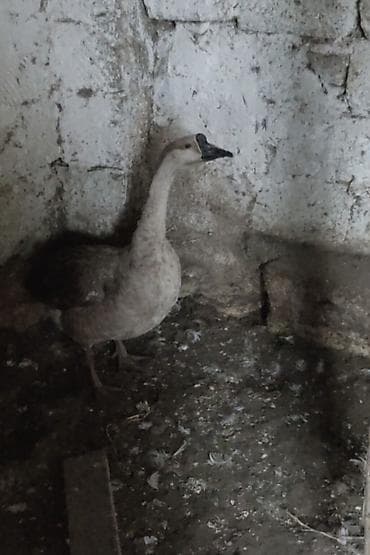 xaski itleri satisi: Qaz Linda sortu .Erkekdi . istəyənlər vatsapa yazsın — 2