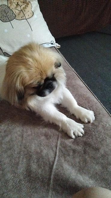 it alanlar: Pekines, 1 il, Dişi, Ünvandan götürmə — 4