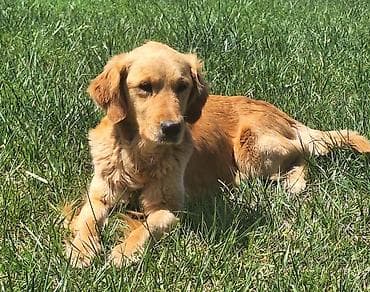 Retriever, 3 il, Dişi, Sənədli, Pulsuz çatdırılma
