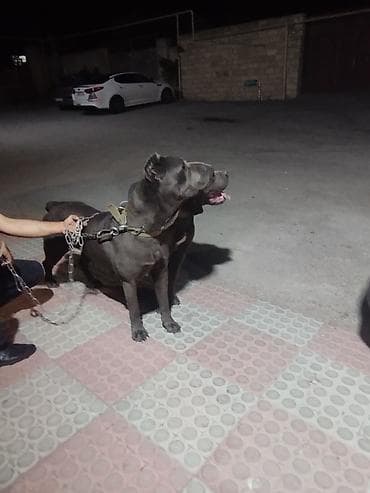 afcarka itləri: Kane-Korso, 1 ay, Dişi, Peyvəndli — 8