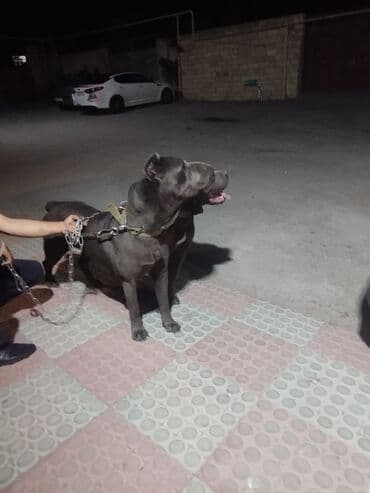 xarkov toyuq yumurtası: Kane-Korso, 2 il, Erkek, Peyvəndli, Ünvandan götürmə — 11