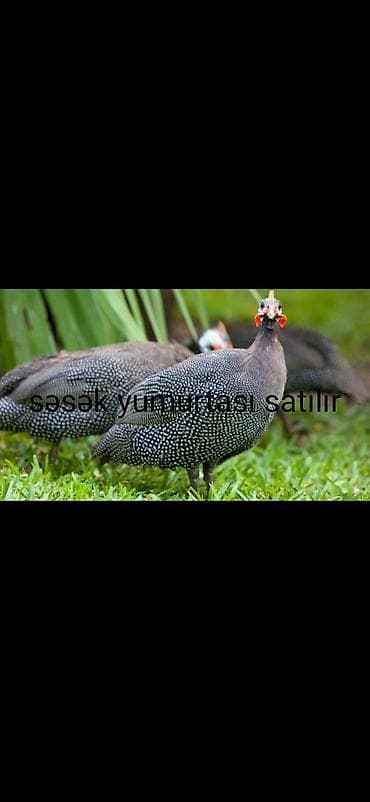 Səsək yumurtası satılır