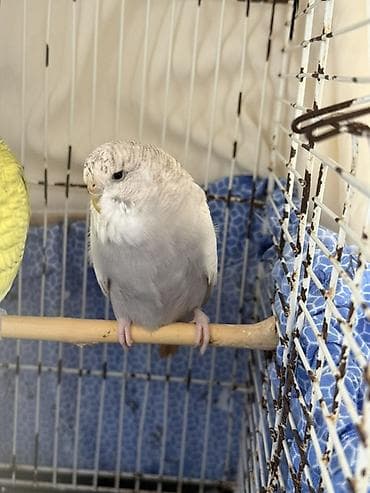 tutuquş: Cute haxir cex quslar 1illik -20 azn 1,5 illik-25azn iri quşlardı ve — 10