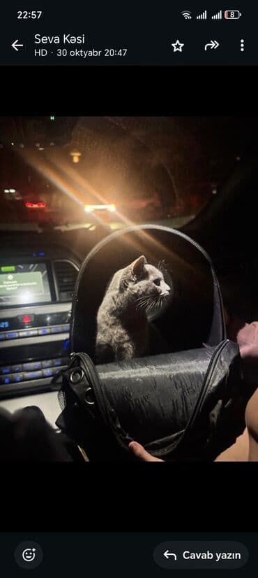 переноска для кошек баку: Kokoş satılır. 8 ayliqdi şotland paroda. 100 manata — 1
