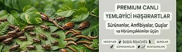 balaca it adlari: Məhsul: Canlı kriketlər – sürünənlər və quşlar üçün premium yem — 3